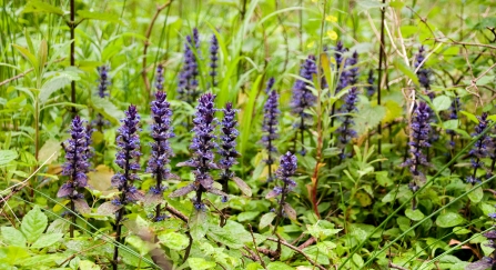 A group of beautiful purple bugle flowers which are great for butterflies