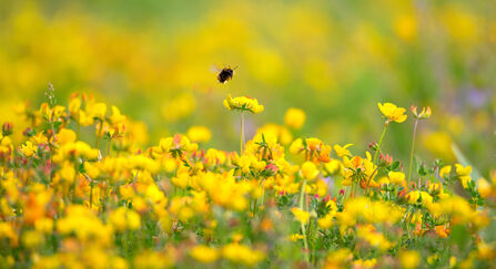 Bumblebee flying over yellow flowers