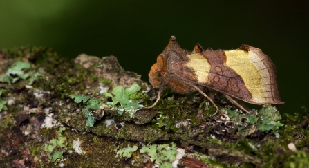 A burnished brass moth sitting on a mossy tree trunk