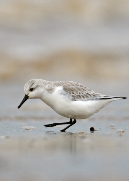 A sanderling foraging for invertebrates in the mud of an estuary