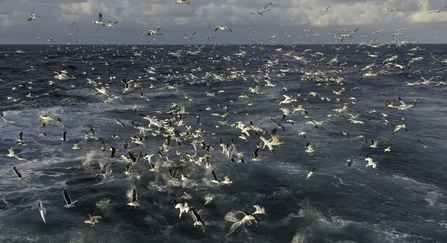Hundreds of gannets diving into the sea