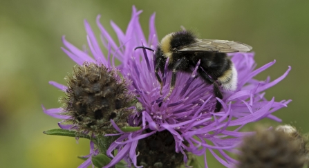 A vestal cuckoo bee drinking nectar from a knapweed flower