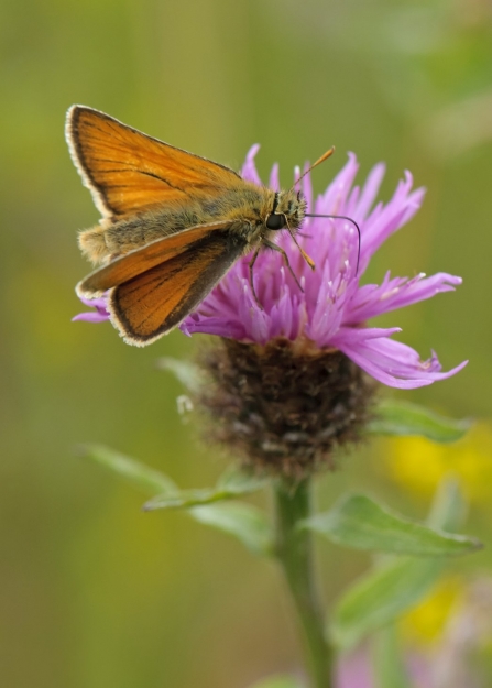 A small skipper butterfly feeding on knapweed