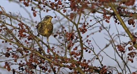 Image shows a fieldfare in a hawthorn tree laden with berries