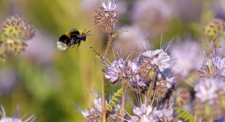 Buff-tailed bumblebee flying to feed on garden flowers