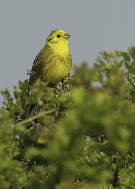 A yellowhammer perched at the top of a shrub covered in bright green leaves