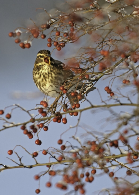 A redwing sitting in a tree full of red berries and swallowing a berry