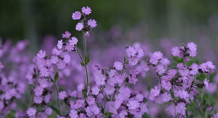 A mass of red campion flowers