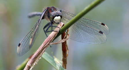 Male white-faced darter dragonfly