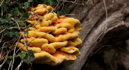 Chicken of the woods fungi growing out of a tree trunk