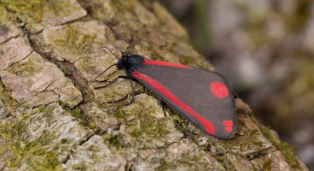A cinnabar moth resting on the bark of a tree trunk
