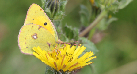 A clouded yellow butterfly sitting on a dandelion.