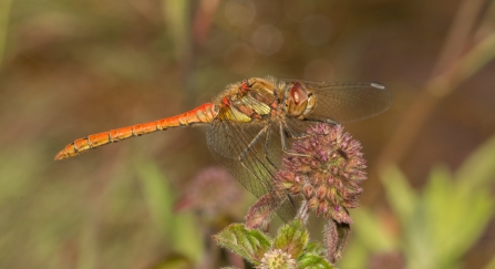 An orange common darter dragonfly resting on the head of a pink grass stalk