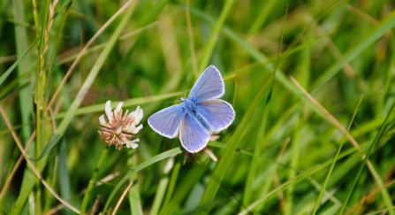 Male common blue butterfly feeding from white clover