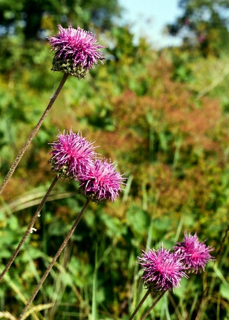 Common knapweed growing in the sunshine
