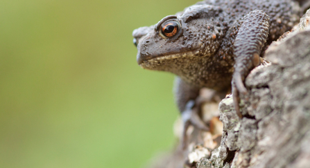 A common toad sitting on a brick