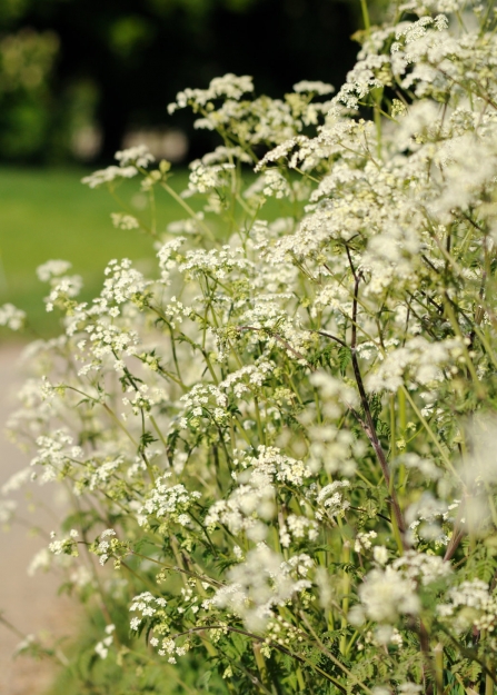 Cow parsley growing alongside an urban path