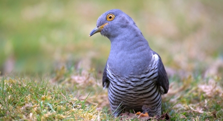 A cuckoo sitting on the ground and looking quizzically at the camera