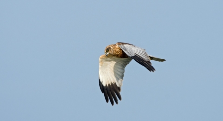 A male hen harrier flying across a bright blue sky