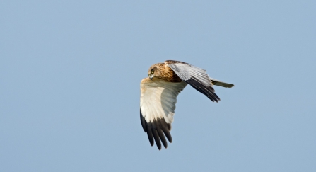 Identifying Birds Of Prey  Barrettine Environmental Health