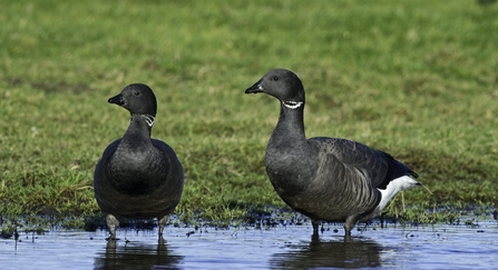 A pair of dark-bellied Brent geese standing in a pool in a green field