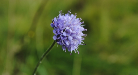 The purple flowerhead of devil's bit scabious
