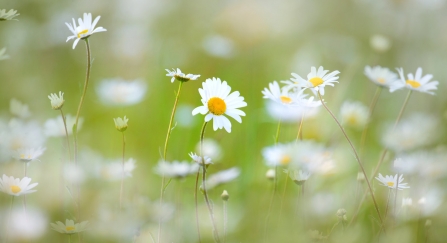 A field full of oxeye daisies