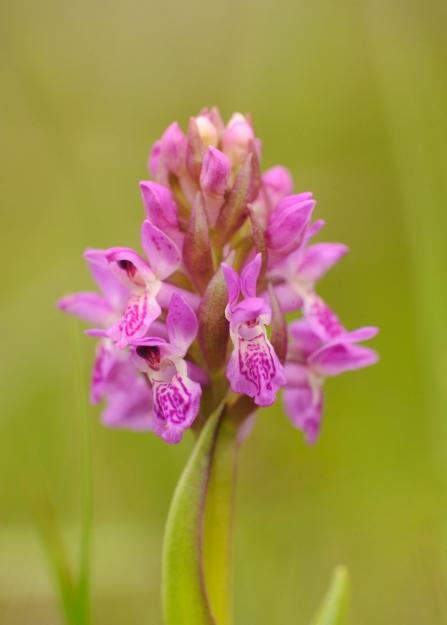 Close-up of the bright pink flowers of the early marsh orchid