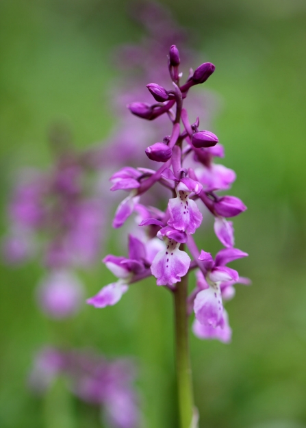Close-up of the flowers of the early purple orchid