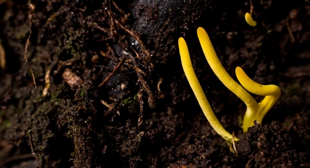 Yellow club fungus growing out of the soil