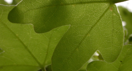 Green field maple leaf showing the smooth edges
