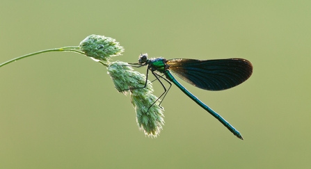 A beautiful demoiselle damselfly resting on the tufty heads of grass