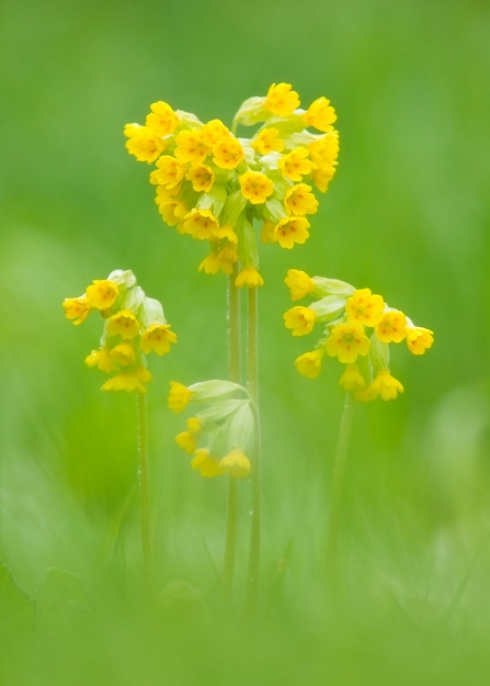 A patch of bright yellow cowslips standing out against green grass