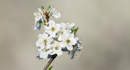Close-up of fresh spring blackthorn blossom