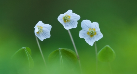 Three wood sorrel flowers growing on the forest floor