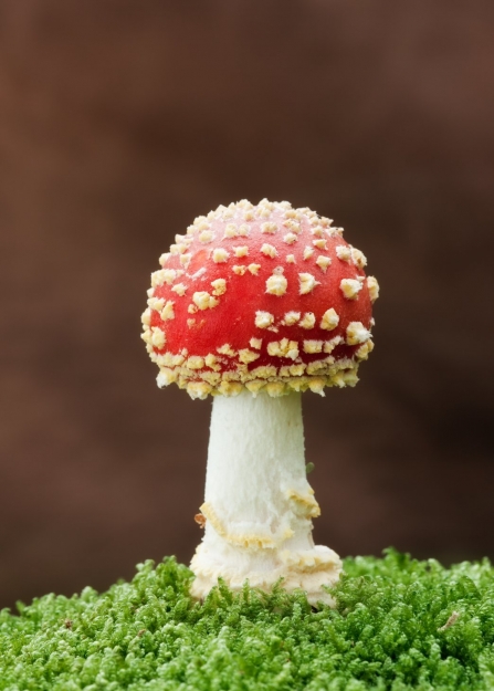 A fly agaric mushroom growing out of a mossy surface
