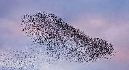 A murmuration of starlings