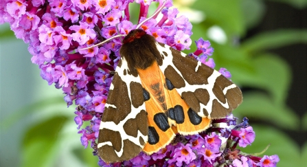 A garden tiger moth resting on buddleia during the day