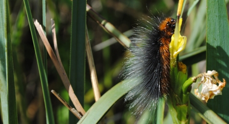 A garden tiger moth caterpillar, or woolly bear, crawling up a plant stem