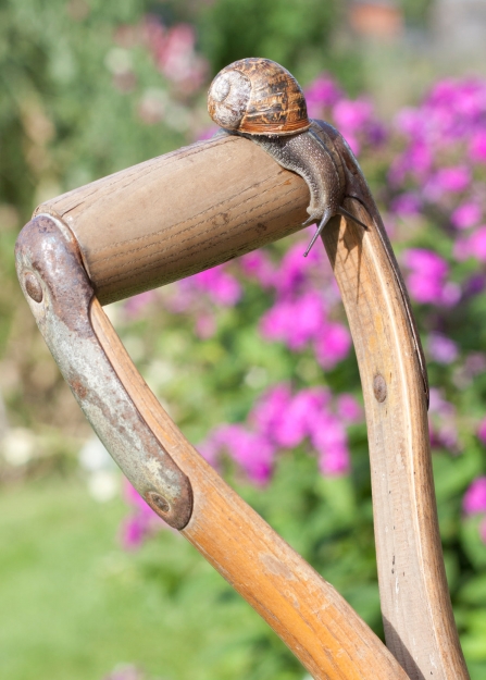 A snail sliding over the wooden handle of a spade in a garden