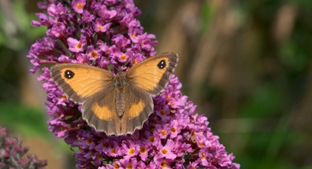 A gatekeeper butterfly resting on purple buddleia with its wings open