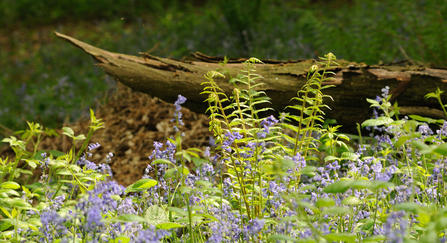 Image shows bluebells and a fern next to some deadwood