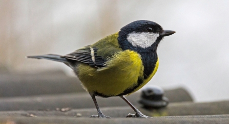 A great tit standing on a corrugated garden roof