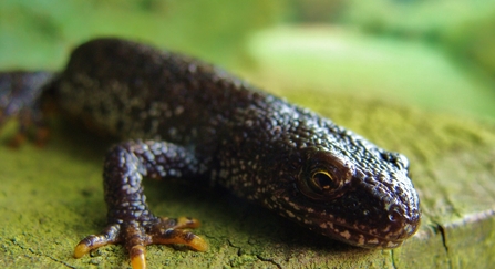 Close-up of a great crested newt sitting on a leaf