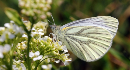 A green-veined white butterfly feeding from white flowers
