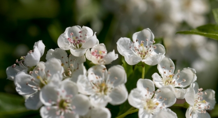Close-up of white hawthorn blossom