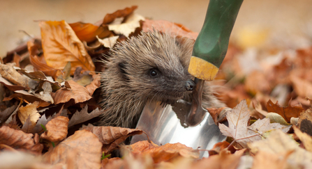 Hedgehog peering out from under autumn leaves next to garden trowel (captive, rescue animal)