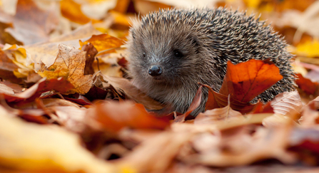 Hedgehog in autumn leaves (captive, rescue animal)