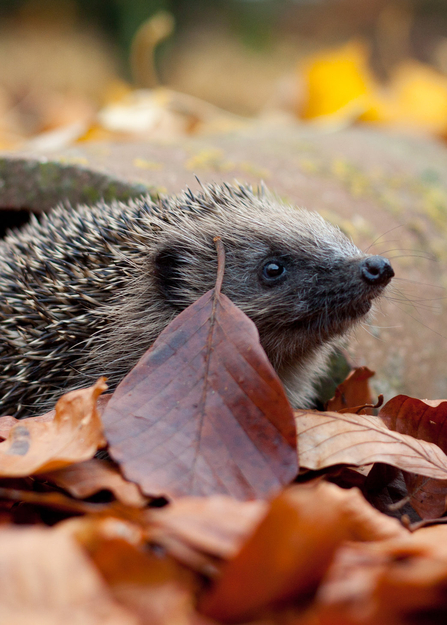 A hedgehog peeking out from orange autumn leaves