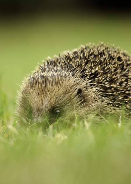 A hedgehog nestling down into grass